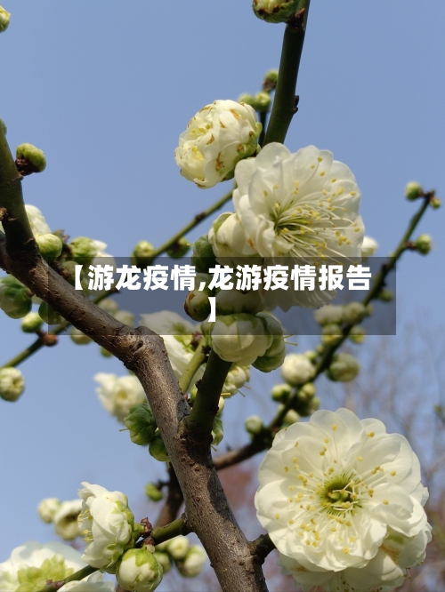 【游龙疫情,龙游疫情报告】-第2张图片