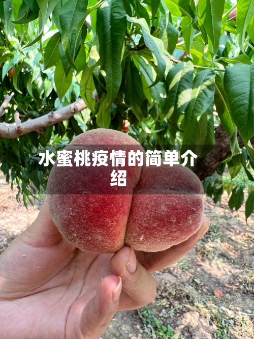 水蜜桃疫情的简单介绍
