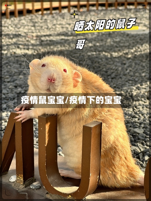 疫情鼠宝宝/疫情下的宝宝-第2张图片