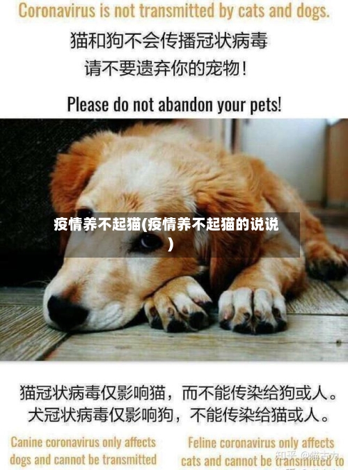 疫情养不起猫(疫情养不起猫的说说)