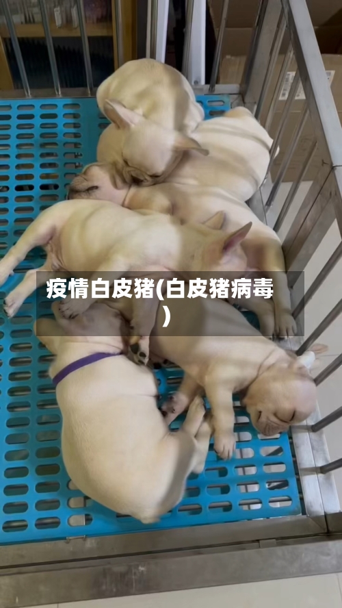 疫情白皮猪(白皮猪病毒)-第2张图片