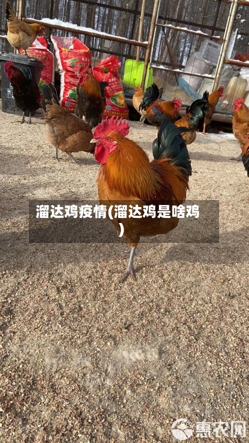 溜达鸡疫情(溜达鸡是啥鸡)-第2张图片