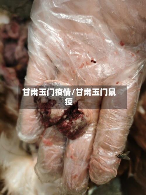 甘肃玉门疫情/甘肃玉门鼠疫-第2张图片