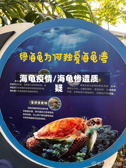 海龟疫情/海龟惨遭质疑-第2张图片